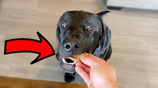 Labrador Reviews Dog Treats For The First Time!!