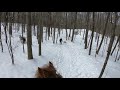 Huskies Nip Bite My Horses Leg