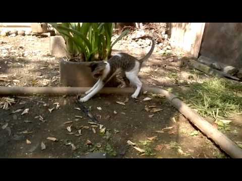 Chumki Playing With Rat