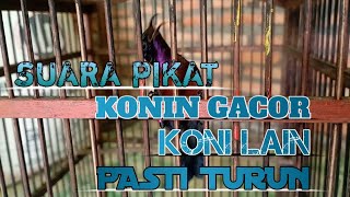 Download lagu Suara pikat konin ampuh terbaru konin manapun pasti turun dengar suaranya mp3 Download lagu Suara pikat konin ampuh terbaru konin manapun pasti turun dengar suaranya mp3