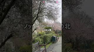 ロンドン🇬🇧ノッティングヒル近くの公園・桜？