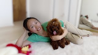 After 18 akc Red toy poodle puppies went to new home…| 小泰迪🐶梳毛小tips | 忙碌之后的放松…