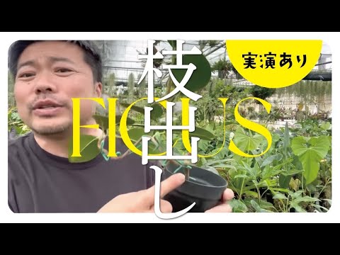 ゴムの木 植物