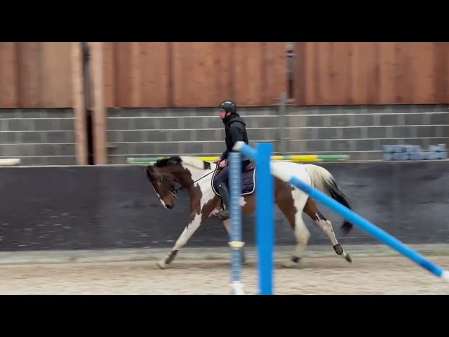 Magnifique hongre de 4 ans, +-1m68