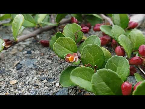 Creeping on the coast