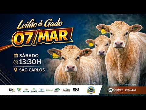 Leilão de Gado AO VIVO - São Carlos 07/03/2026 13H30 | ZT Remates