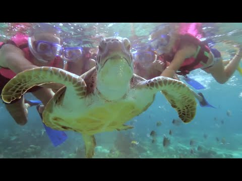 Tour Snorkel | Xcaret México! Cancún Eco Park