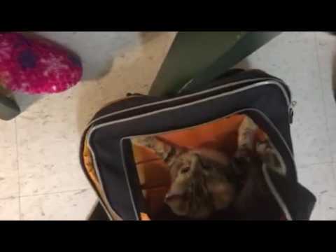 Sharik & Moonchik inside my backpak