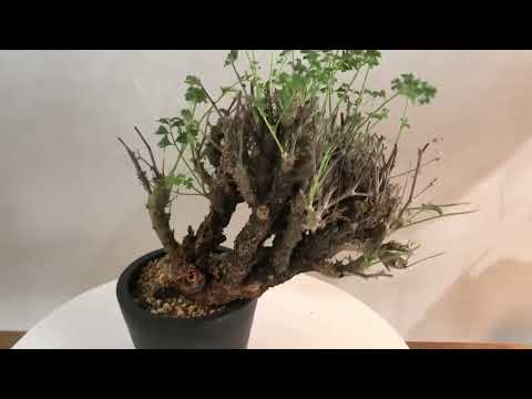 Pelargonium alternansーペラルゴニウム・アルテルナンスーno.3