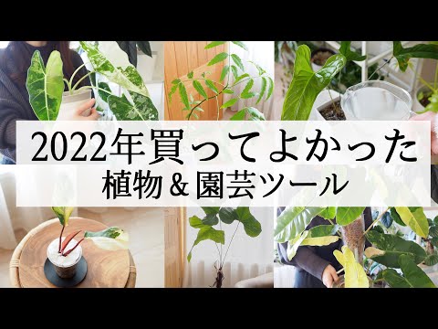 園芸 カップ型スイカズラ