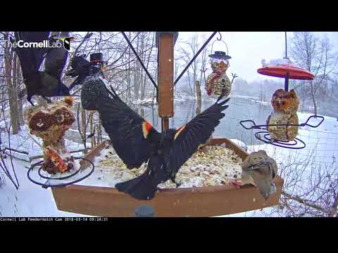Snowy Cornell Feeder Bustling With Blackbirds And Doves – Mar 14, 2018
