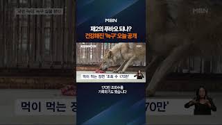 건강해진 '늑구' 근황 #shorts #숏톡