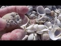 How to Find Shells on Sanibel Island! How to Find Shells on Sanibel Island!