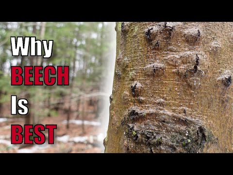 Is Beech the Best Firewood?