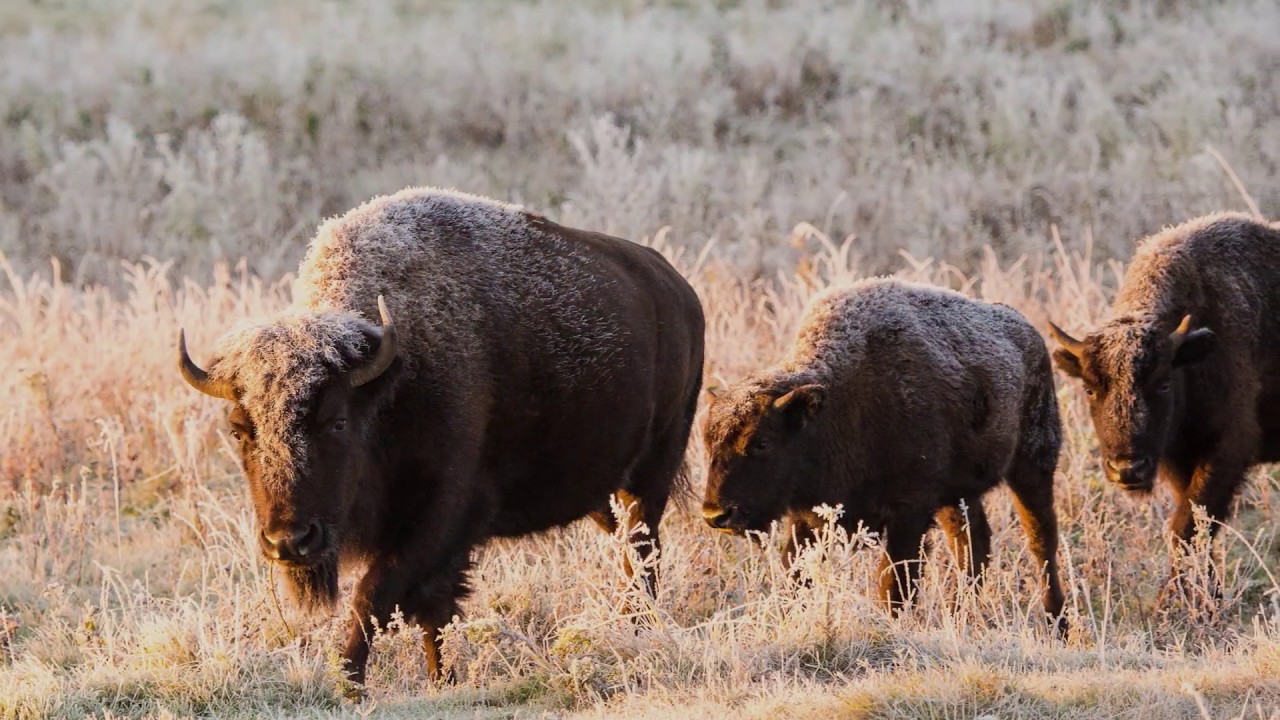 Canada’s Bison: Restoring a Legacy