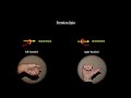 Classroom Aid - Elementary Particle Mass