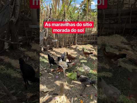Olha as maravilhas do sítio morada do sol em Lapão Bahia
