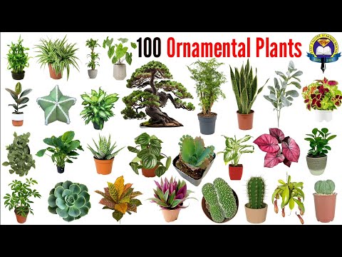Ornamental Plants Name | 100 Ornamental Plants Name With Pictures | Easy English Learning Process