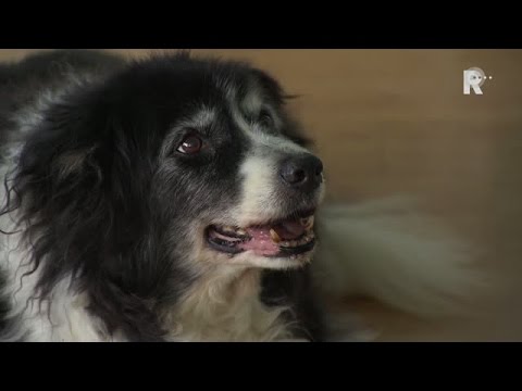 download lagu mp3 mp4 Dikke Hond, download lagu Dikke Hond gratis, unduh video klip Dikke Hond