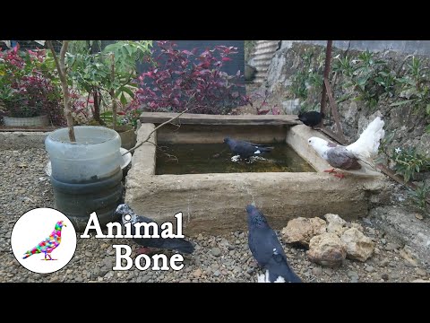 The Dodo - BF Skinner Foundation - Pigeon Ping Pong Clip, water - Animal Bone