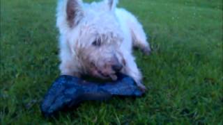 Charlie Parker's best find ever!