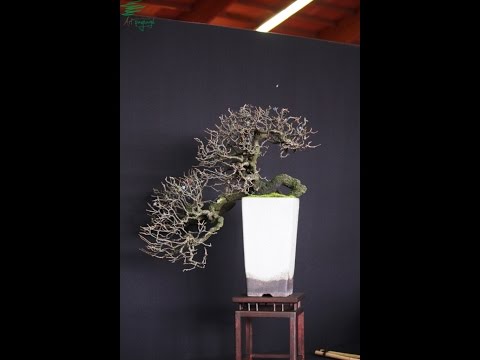 Prunus Spinosa en cascade - European-Bonsai-San-Show 2016