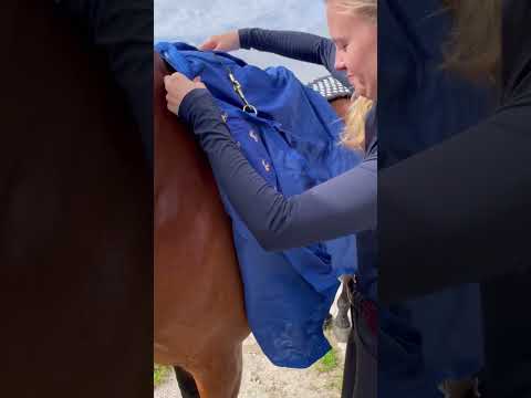 Wie reagiert Genio auf die Accuhorsemat? 😱 #reitsport #equestrian #pferde #pferdetraining