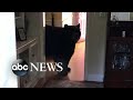 Bear breaks into Connecticut home