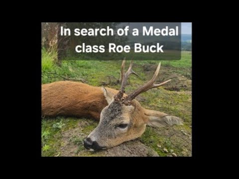 In search of a medal class Roe Buck #deer #stalking #scotland 