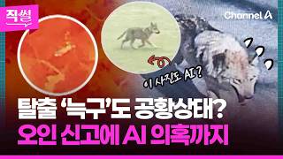탈출 ‘늑구’도 공황상태????? 제발 무사히 돌아오길????…“늑대 봤어요”????오인 신고에 AI 의혹까지 !!! ???? [직썰]