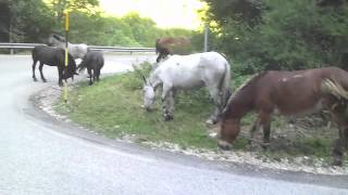 Cavalli nel Parco Nazionale d'Abruzzo con zampe anteriori legate