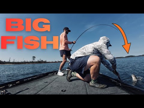 We Figured Out How to Catch BIG Fall Bass on Clarks Hill (Brush Piles)