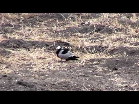 Djuma: Blacksmith Lapwing mom with chick tucked up under her - 06:37 - 09/09/18