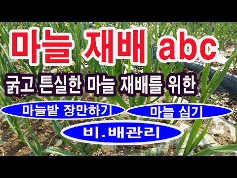 , title : '마늘 재배 ABC (마늘파종 밭장만하기. 굵고 튼실한 마늘 재배를 위한 (마늘 밑비료,  마늘 심기, 마늘 월동 방법, 마늘 웃비료, 마늘 엽면시비, 마늘 수확시기 보관방법 등)'