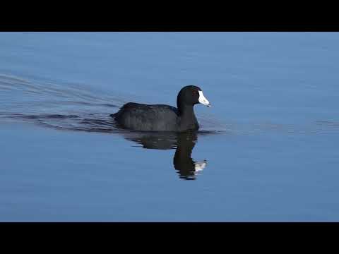 Vintage Songs From The 18th Century Dusky Dudes 1899