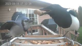 A Magpie Negotiating With A Blue Jay