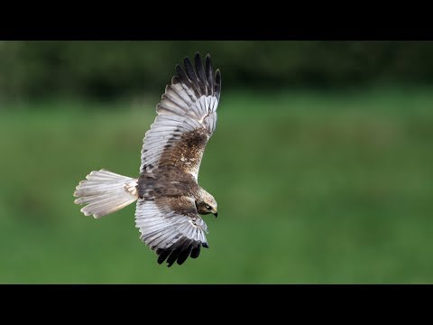 Artenporträt Rohrweihe