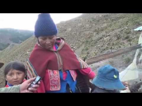 Buenas experiencias en la crianza de gallinas