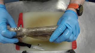 Squid Anatomy
