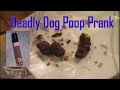 Deadly Dog Poop Prank! 
