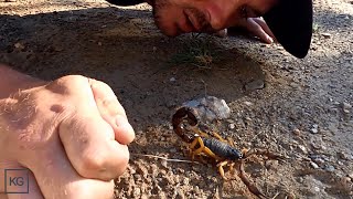 Giant Deadly Scorpion!!! Africa&#39;s largest Venomous Scorpion Taking Scratches!!!