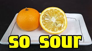 NANSHO SOUR ORANGE : This Fruit is More Sour Than a Lemon! (Citrus Taiwanica) - Weird Fruit Explorer