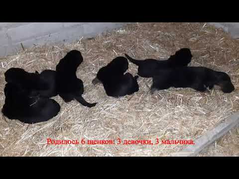 Щенки немецкой овчарки от родителей Nelly vom Holtkamper Hof & DYK vom Holtkamper Hof.