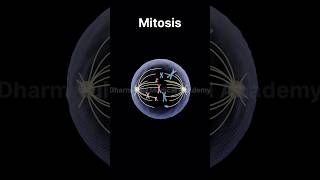 Mitosis | Cell Division | 3d animation | animation video | #animation #mitosis #celldivision