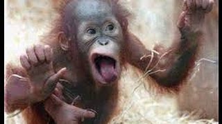 США 397: Манки-шманки-обезьянки режут на ходу подметки. Или зачем нужны тестеры?