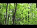 Trees in forest 001 - free stock footage 1080p HD