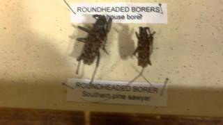 preview picture of video 'Charlotte Home Inspector Shows Powder Post Beetles and Wood Bores'