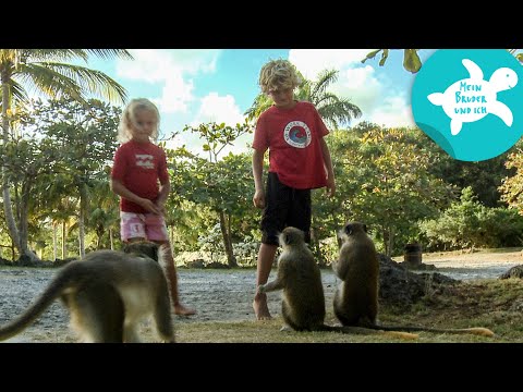 Auf Entdeckungstour | Mein Bruder und ich in der Karibik