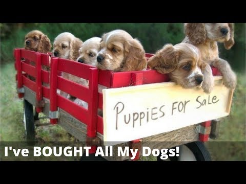 Should You Adopt A Dog Or Buy A Puppy? Is It REALLY Cruel To Buy A Dog?