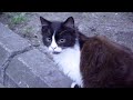 Tuxedo Cat Is Waiting For Food